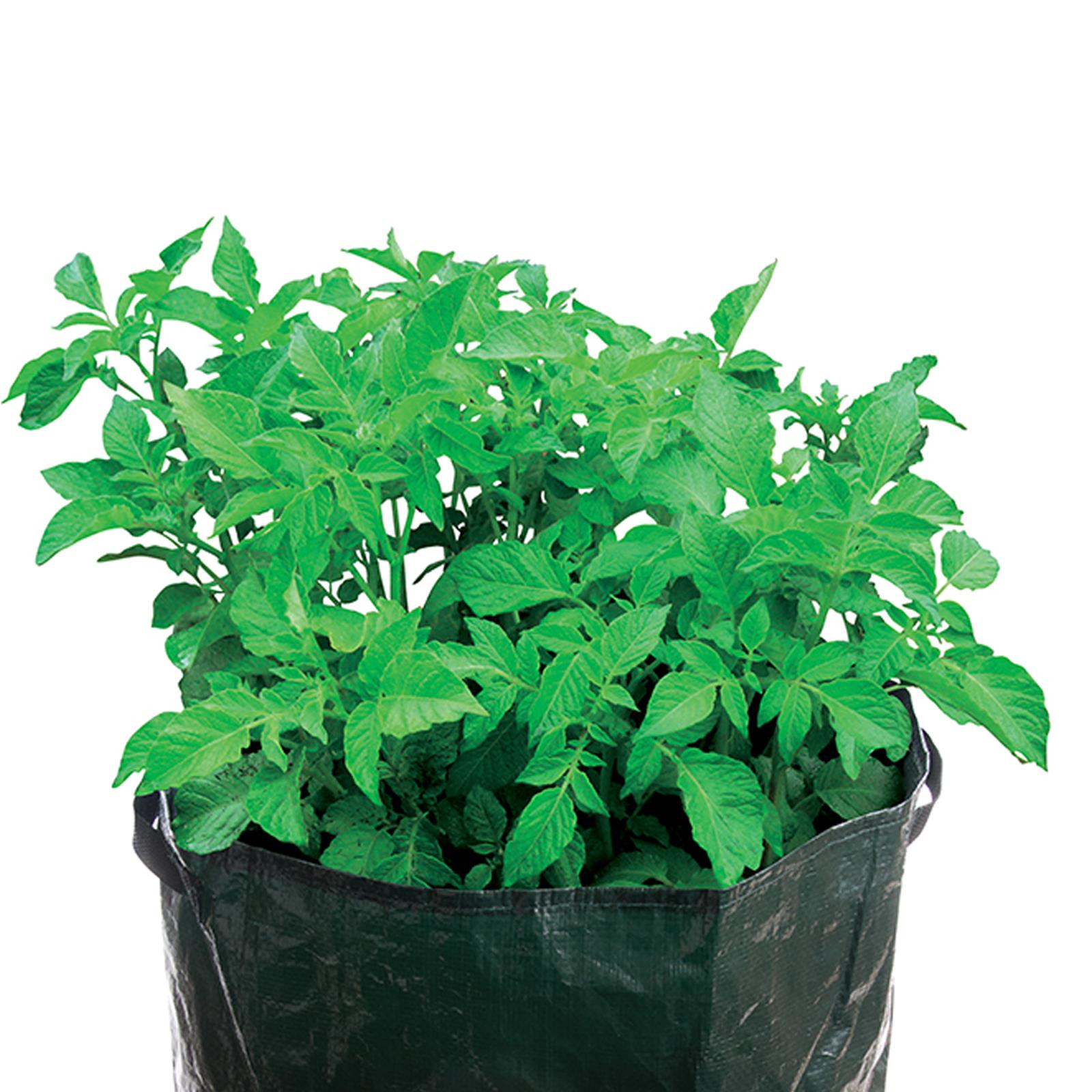 Potato Planting Bag - 360 X 510mm Tough, Woven Plastic Bag Planter New