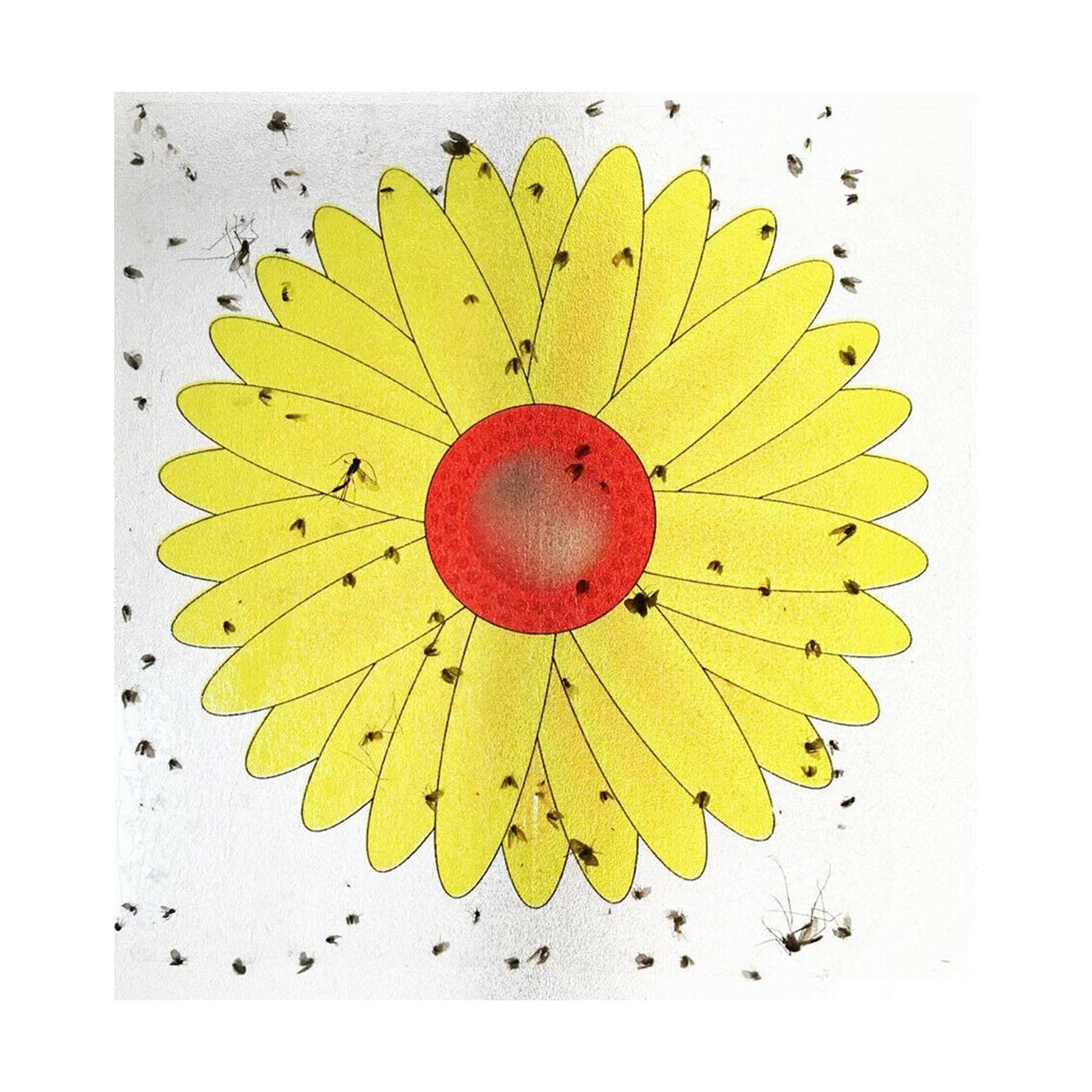 Window Traps,Insect Killer Papers,,Indoor